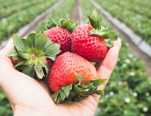 Facts about strawberries -MamiTalks.com
